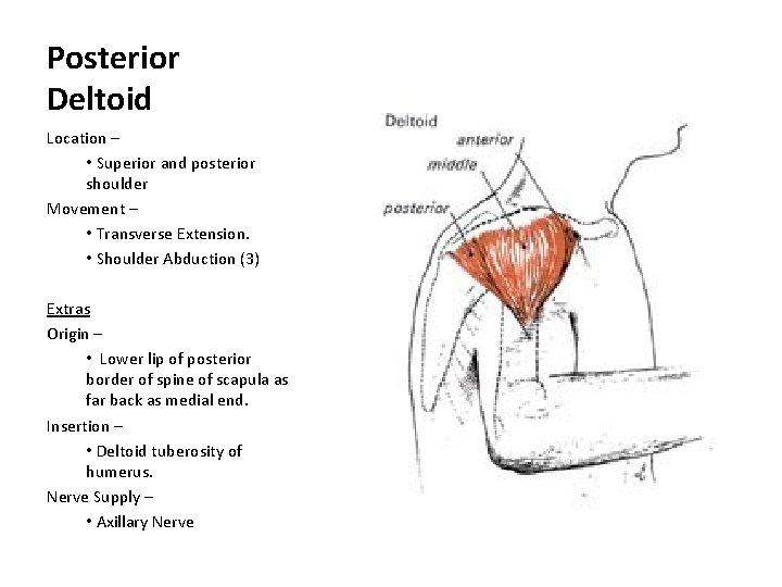 Posterior Deltoid Location – • Superior and posterior shoulder Movement – • Transverse Extension.