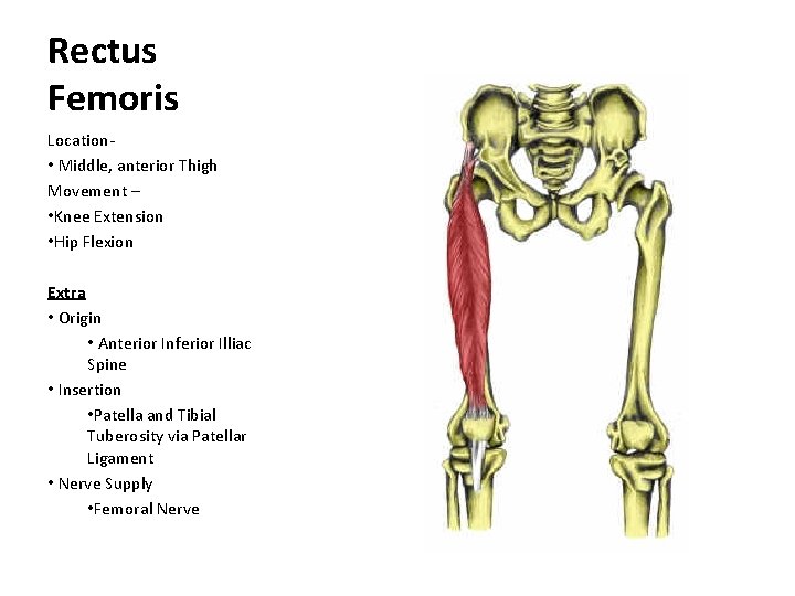 Rectus Femoris Location • Middle, anterior Thigh Movement – • Knee Extension • Hip