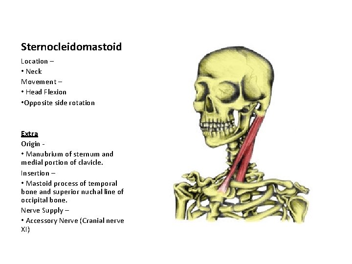Sternocleidomastoid Location – • Neck Movement – • Head Flexion • Opposite side rotation