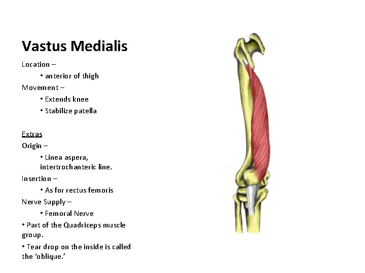 Vastus Medialis Location – • anterior of thigh Movement – • Extends knee •