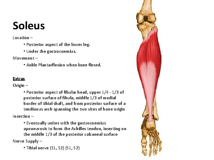Soleus Location – • Posterior aspect of the lower leg. • Under the gastrocnemius.