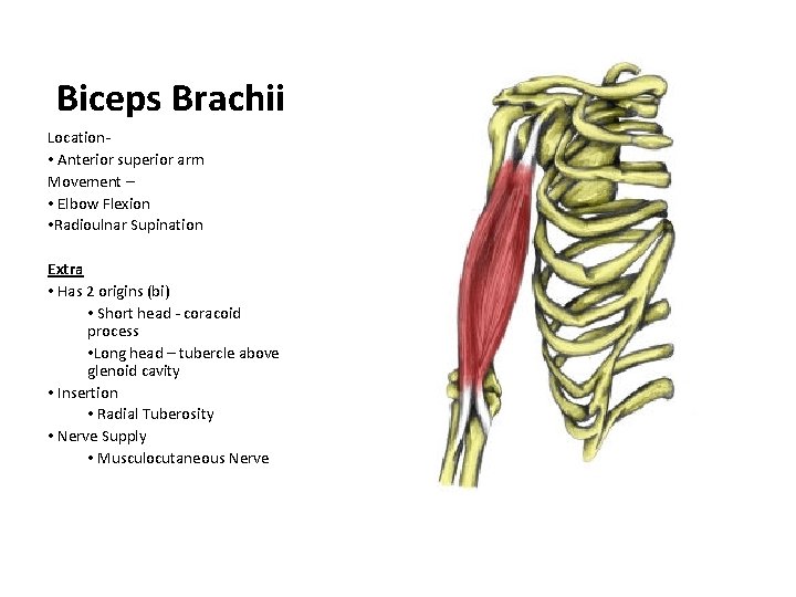 Biceps Brachii Location • Anterior superior arm Movement – • Elbow Flexion • Radioulnar