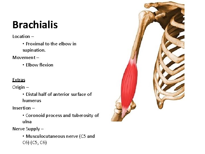 Brachialis Location – • Proximal to the elbow in supination. Movement – • Elbow