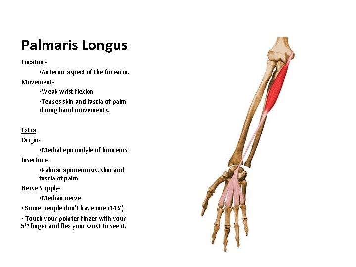 Palmaris Longus Location • Anterior aspect of the forearm. Movement • Weak wrist flexion