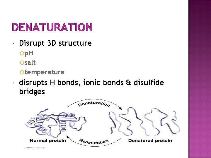 DENATURATION Disrupt 3 D structure p. H salt temperature disrupts H bonds, ionic bonds