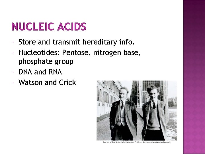 NUCLEIC ACIDS Store and transmit hereditary info. Nucleotides: Pentose, nitrogen base, phosphate group DNA
