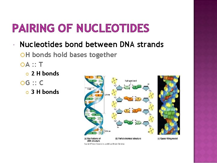 PAIRING OF NUCLEOTIDES Nucleotides bond between DNA strands H bonds hold bases together A