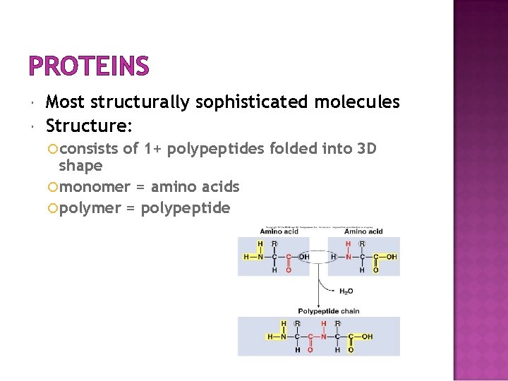 PROTEINS Most structurally sophisticated molecules Structure: consists of 1+ polypeptides folded into 3 D