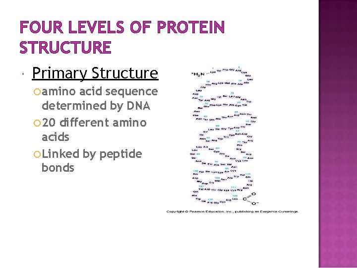 FOUR LEVELS OF PROTEIN STRUCTURE Primary Structure amino acid sequence determined by DNA 20