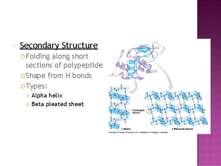  Secondary Structure Folding along short sections of polypeptide Shape from H bonds Types:
