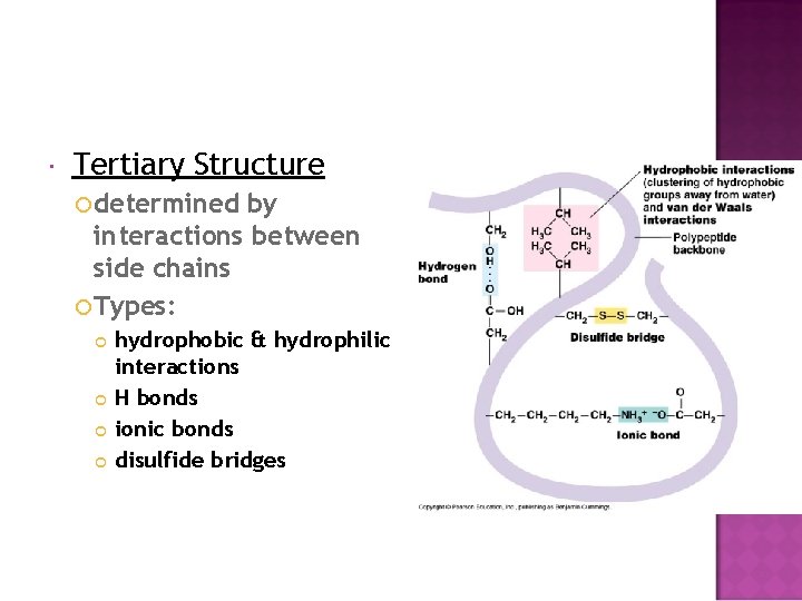  Tertiary Structure determined by interactions between side chains Types: hydrophobic & hydrophilic interactions