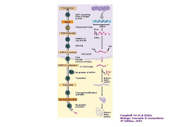 Chromosome DNA unpacking Other changes to DNA GENE TRANSCRIPTION GENE Exon RNA transcript Intron