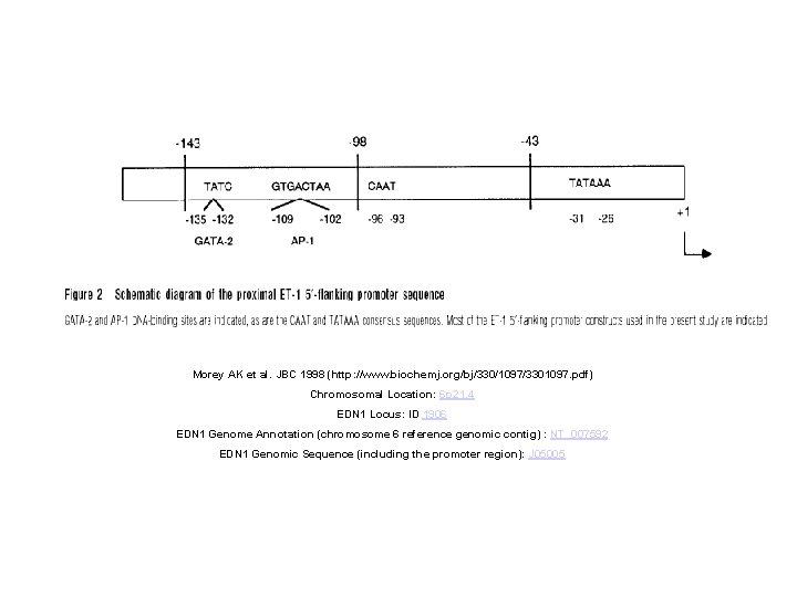 Morey AK et al. JBC 1998 (http: //www. biochemj. org/bj/330/1097/3301097. pdf) Chromosomal Location: 6