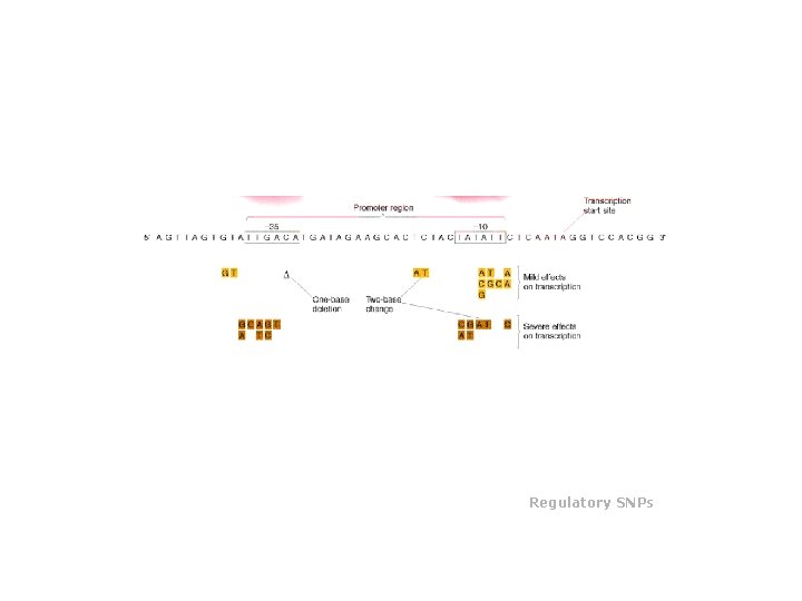 Regulatory SNPs 