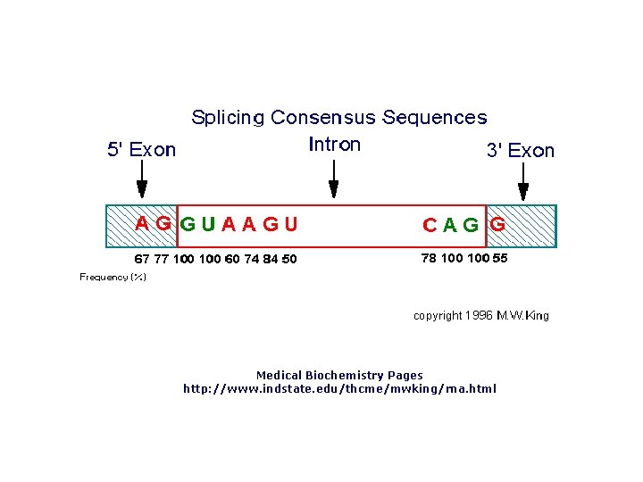 Medical Biochemistry Pages http: //www. indstate. edu/thcme/mwking/rna. html 