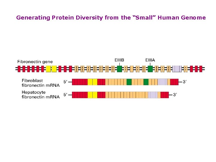 Generating Protein Diversity from the “Small” Human Genome 