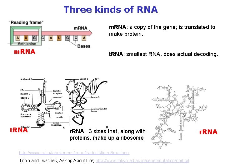 Three kinds of RNA m. RNA: a copy of the gene; is translated to