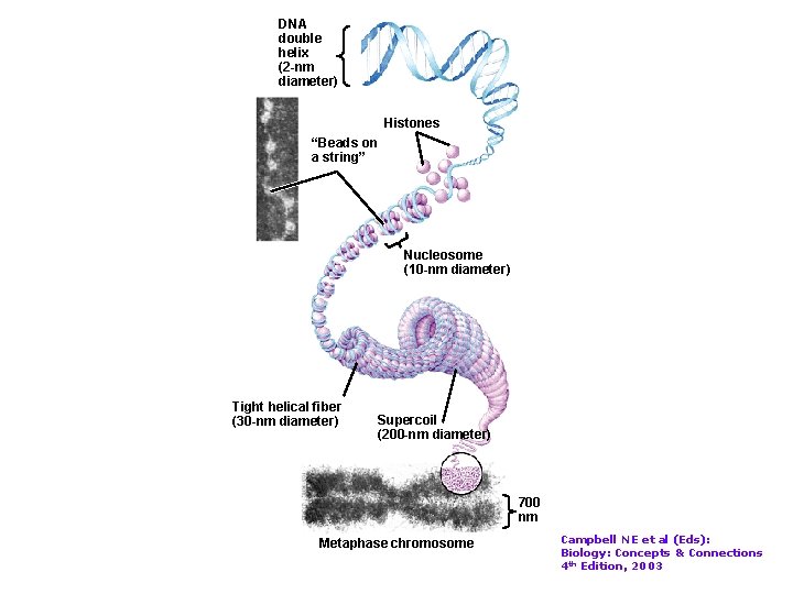 DNA double helix (2 -nm diameter) Histones “Beads on a string” Nucleosome (10 -nm