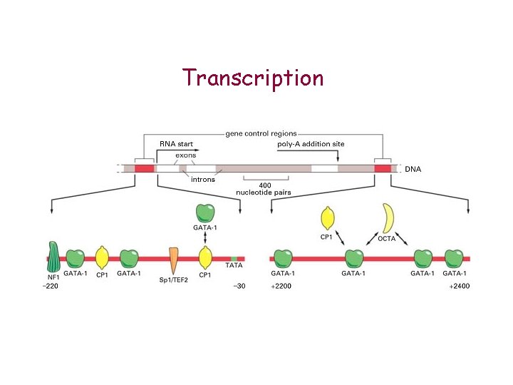 Transcription 