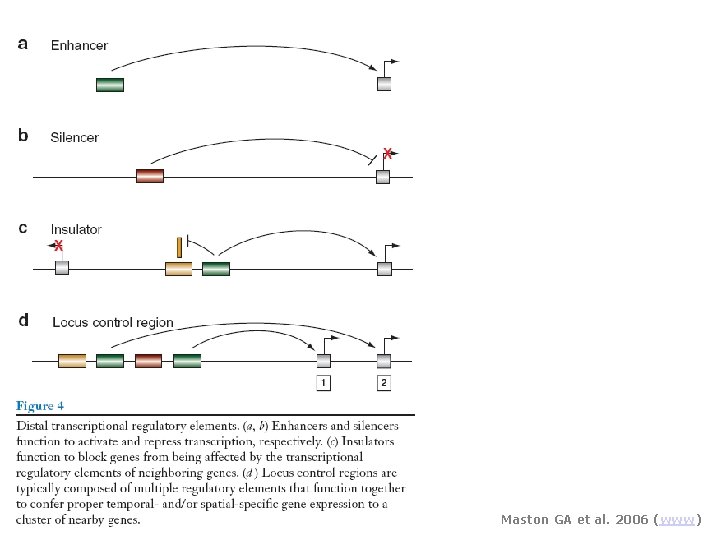 Maston GA et al. 2006 (www) 