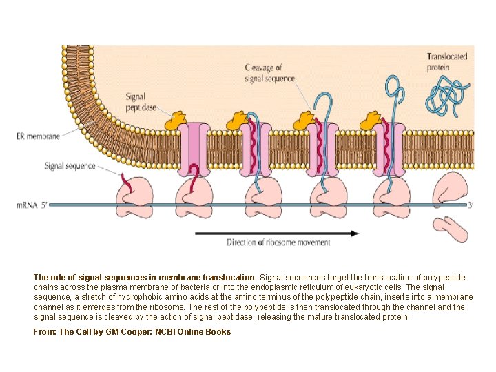 The role of signal sequences in membrane translocation: Signal sequences target the translocation of