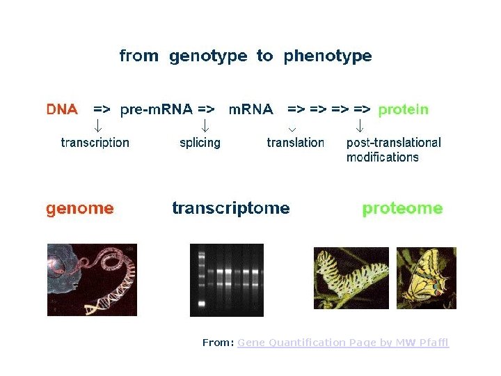 From: Gene Quantification Page by MW Pfaffl 