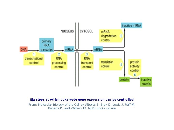 Six steps at which eukaryote gene expression can be controlled From: Molecular Biology of