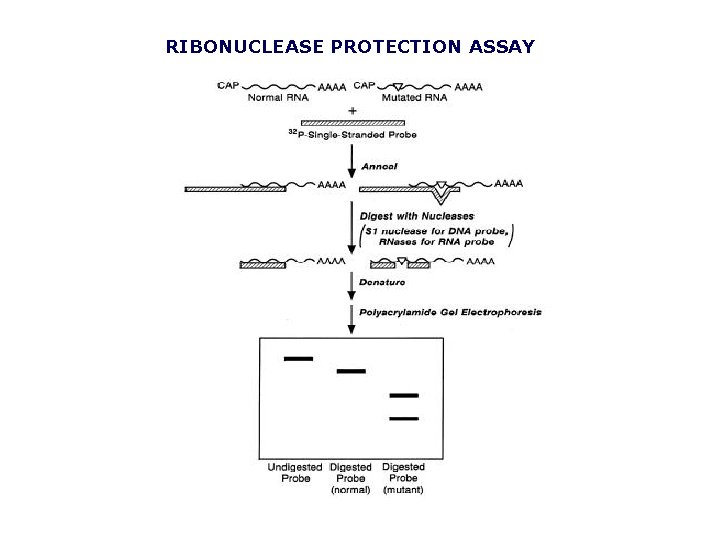 RIBONUCLEASE PROTECTION ASSAY 