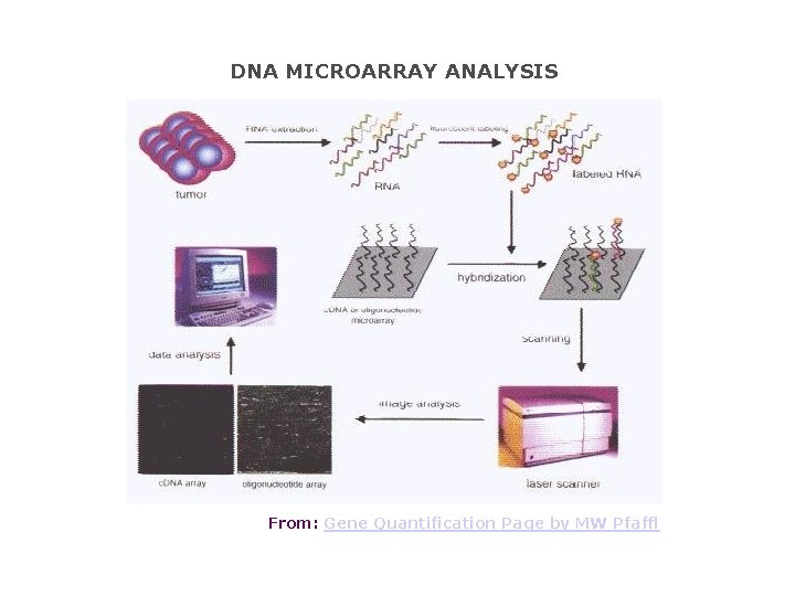 DNA MICROARRAY ANALYSIS From: Gene Quantification Page by MW Pfaffl 