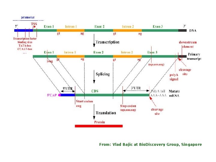 From: Vlad Bajic at Bio. Discovery Group, Singapore 