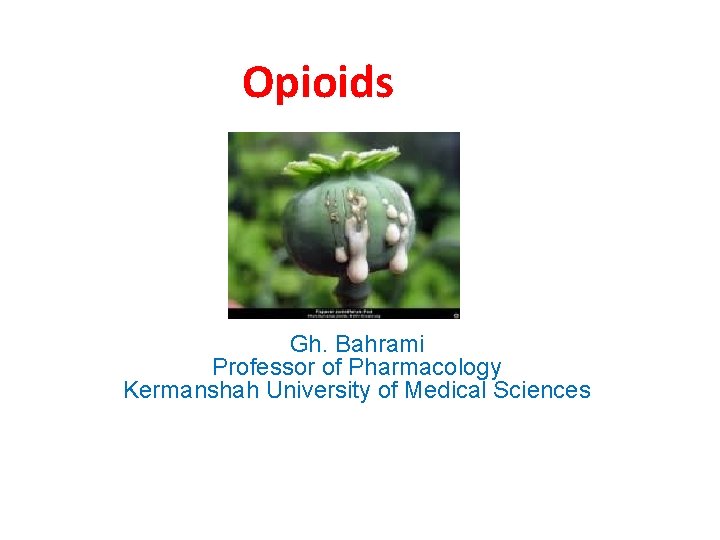 Opioids Gh. Bahrami Professor of Pharmacology Kermanshah University of Medical Sciences 