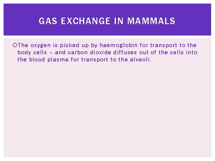GAS EXCHANGE IN MAMMALS The oxygen is picked up by haemoglobin for transport to