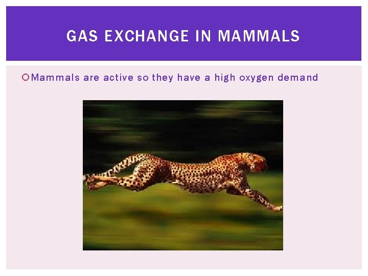 GAS EXCHANGE IN MAMMALS Mammals are active so they have a high oxygen demand