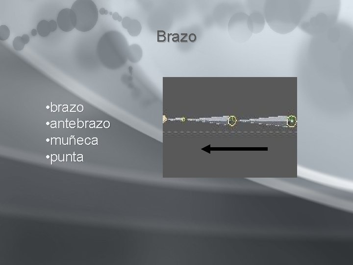 Brazo • brazo • antebrazo • muñeca • punta Brazo • brazo • antebrazo • muñeca • punta