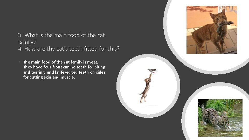 3. What is the main food of the cat family? 4. How are the