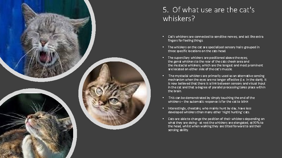 5. Of what use are the cat's whiskers? • Cat's whiskers are connected to