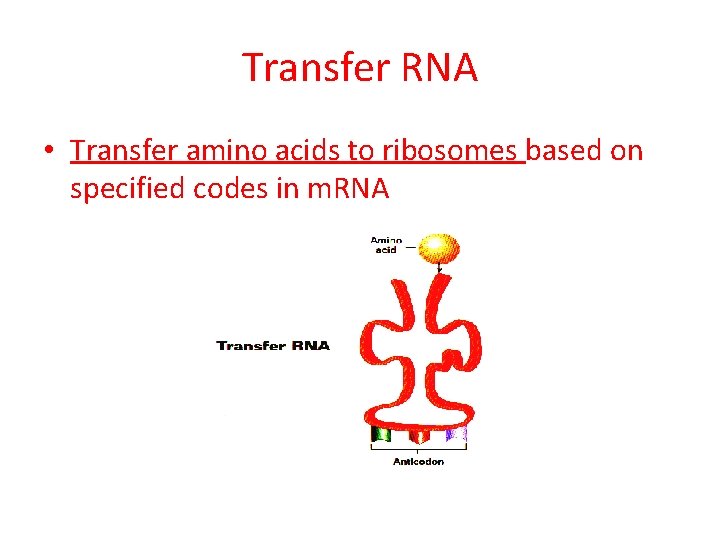 Transfer RNA • Transfer amino acids to ribosomes based on specified codes in m.