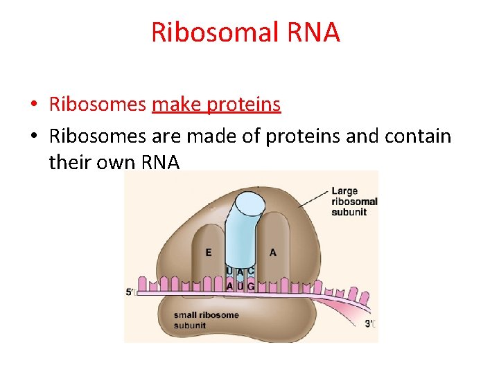 Ribosomal RNA • Ribosomes make proteins • Ribosomes are made of proteins and contain