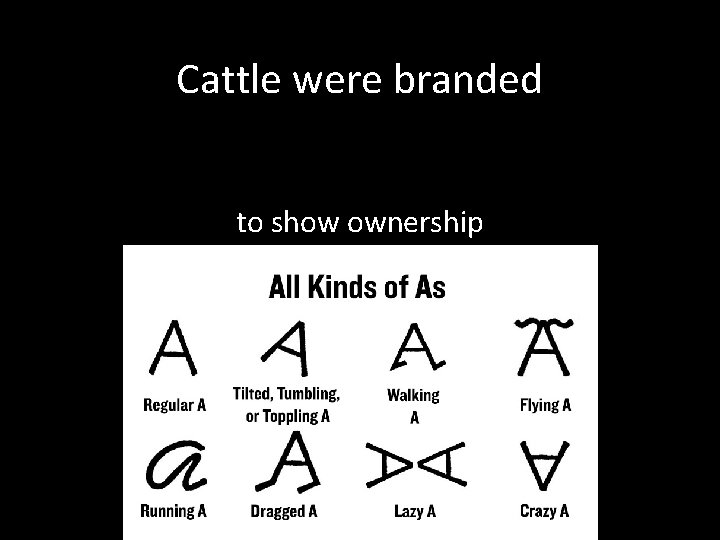 Cattle were branded to show ownership 