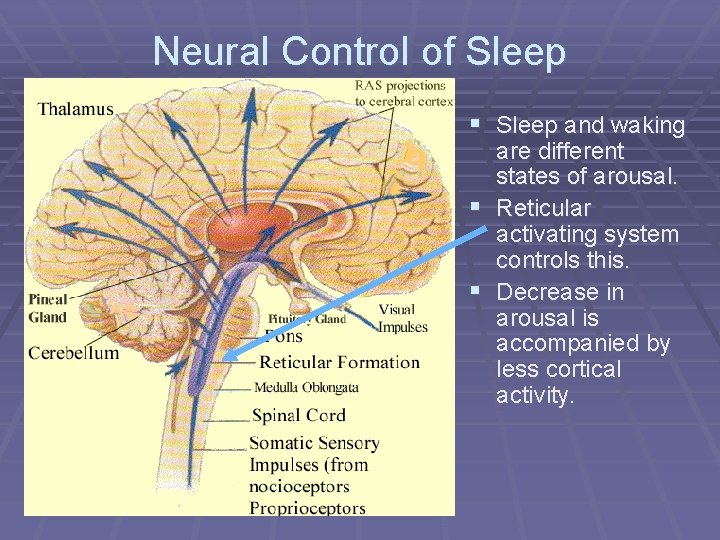 Neural Control of Sleep § Sleep and waking are different states of arousal. §