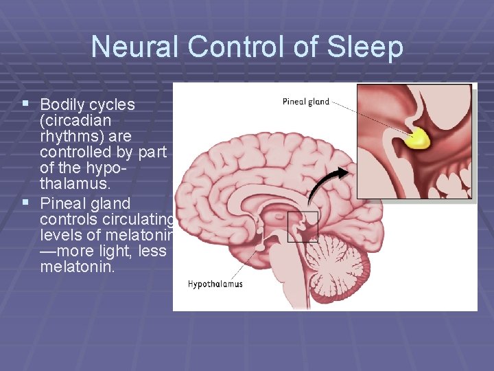 Neural Control of Sleep § Bodily cycles (circadian rhythms) are controlled by part of