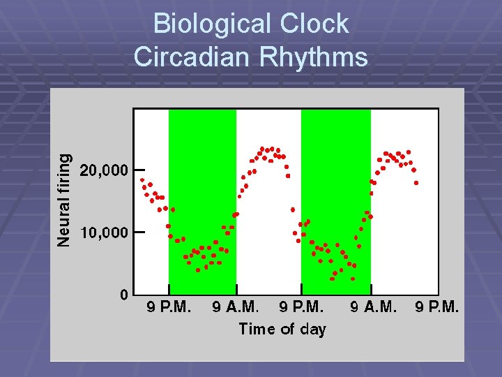 Biological Clock Circadian Rhythms 
