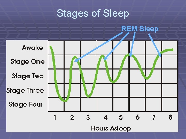 Stages of Sleep REM Sleep 