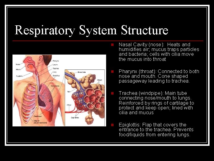 Respiratory System Structure n Nasal Cavity (nose): Heats and humidifies air; mucus traps particles