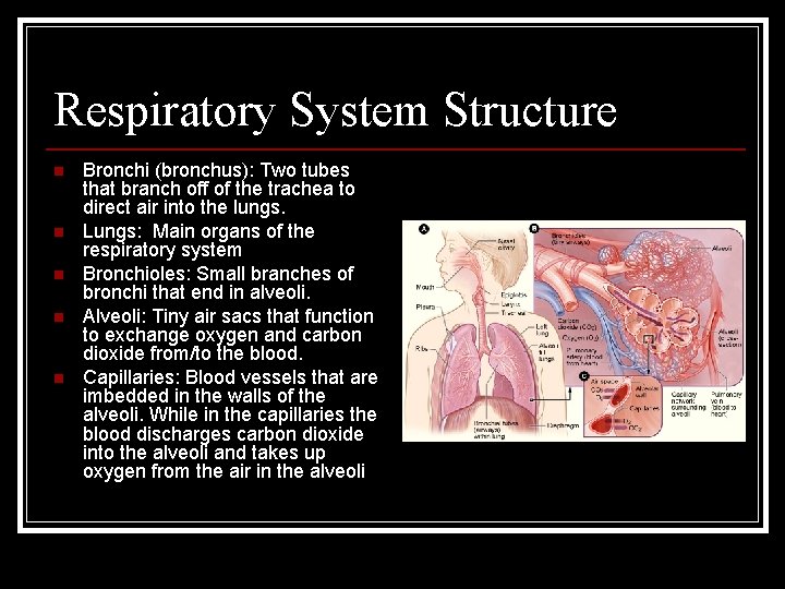 Respiratory System Structure n n n Bronchi (bronchus): Two tubes that branch off of