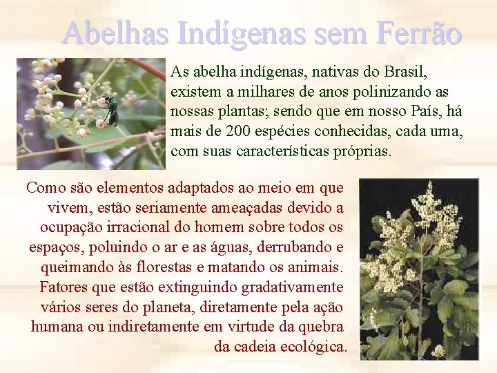 Abelhas Indígenas sem Ferrão As abelha indígenas, nativas do Brasil, existem a milhares de