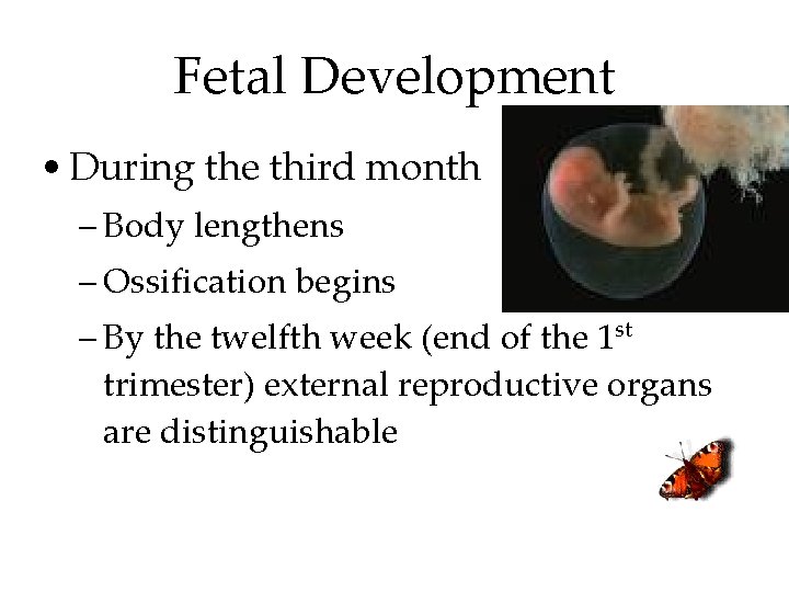 Fetal Development • During the third month – Body lengthens – Ossification begins –