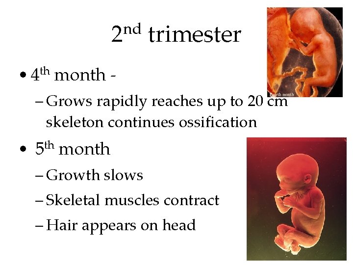 2 nd trimester • 4 th month – Grows rapidly reaches up to 20