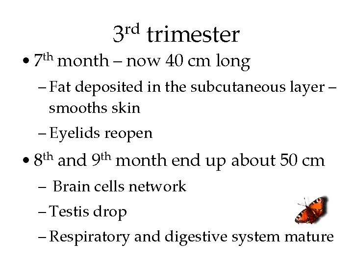 3 trimester rd • 7 th month – now 40 cm long – Fat