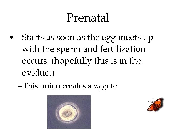 Prenatal • Starts as soon as the egg meets up with the sperm and